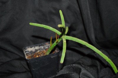 Rhipsalis14 009pp.jpg