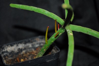 Rhipsalis14 010pp.jpg