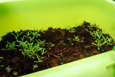 Frühling14 203pp.jpg