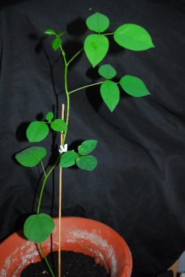 Korallenstrauch 003pp.jpg