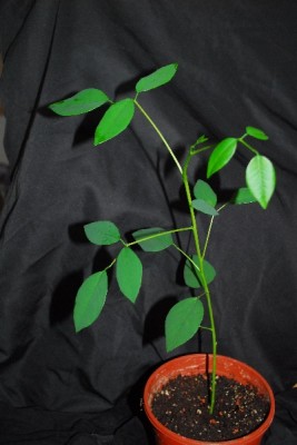 Korallenstrauch 004pp.jpg