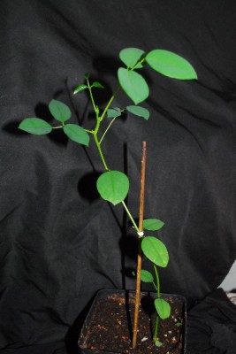 Korallenstrauch 005pp.jpg