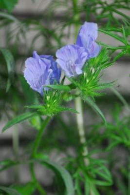 Frühling14 179pp.jpg