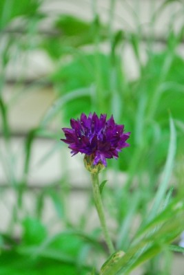 Frühling14 186pp.jpg