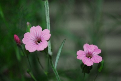 Frühling14 196pp.jpg
