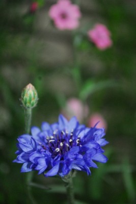 Frühling14 197pp.jpg