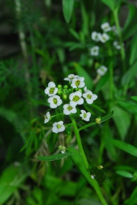 Frühling14 155pp.jpg