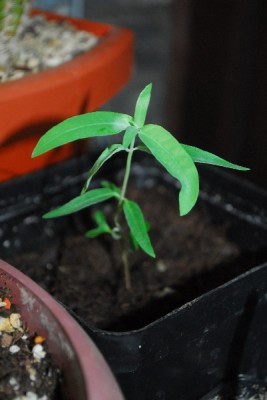 Frühling14 207pp.jpg