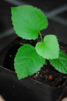 Frühling14 208pp.jpg