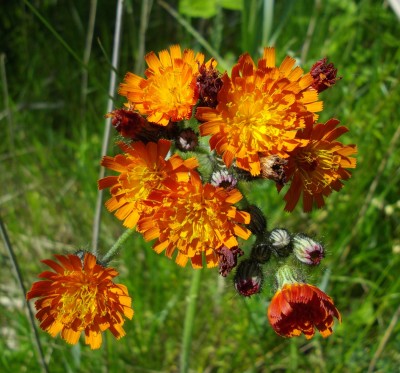 Bild 290.jpg