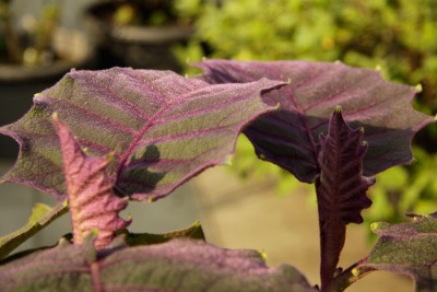 140617_solanum_quitoense.jpg