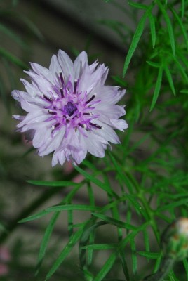 Frühling14 212pp.jpg