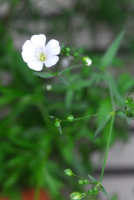 Frühling14 214pp.jpg