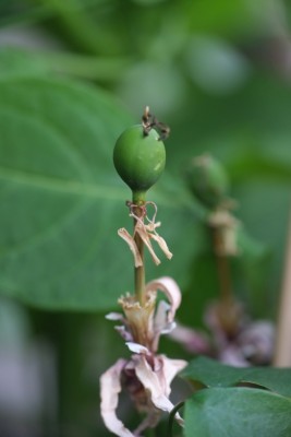 DSCF2845.jpg
