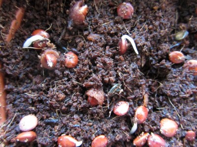 Chinesische Dattel (Ziziphus jujuba) · Samen & Anzucht & Vermehrung