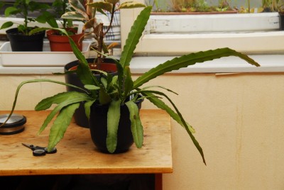 DSC_0499_Epiphyllum.jpg