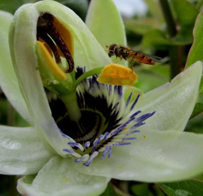 noch nicht ganz geöffnete Blüte Ed..jpg