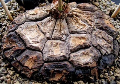 Caudex - Mexicana.jpg