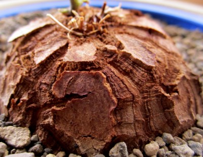 Caudex - Elephantipes.jpg