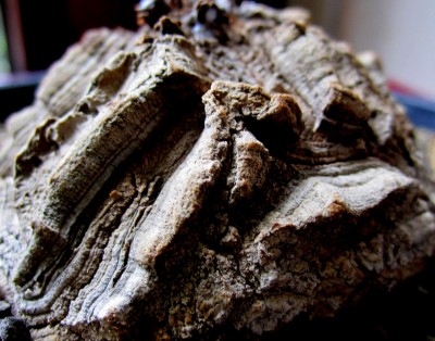 Elefanthipes - Caudex.jpg