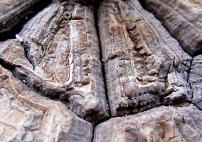 Caudex - Mexicana 1.jpg