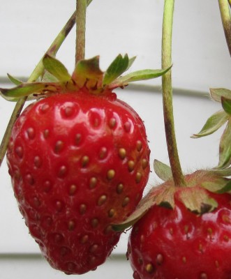 Erdbeeren.jpg