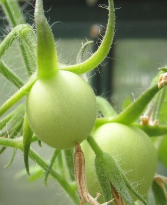 Tomaten.jpg