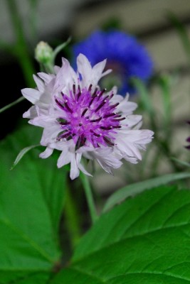 Frühling14 219pp.jpg