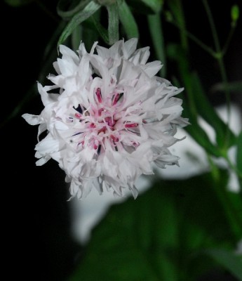 Frühling14 220pp.jpg