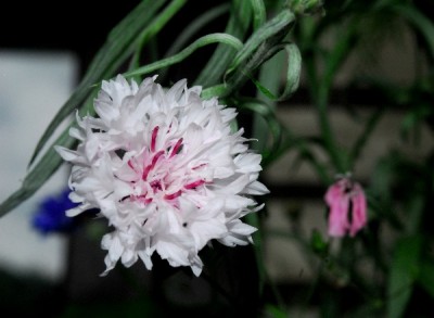 Frühling14 221pp.jpg