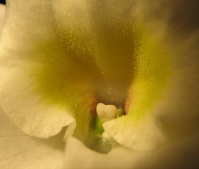 IMG_1050.jpg