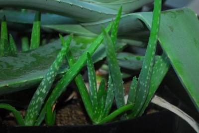 Aloe14 038pp.jpg