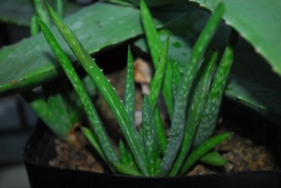 Aloe14 039pp.jpg
