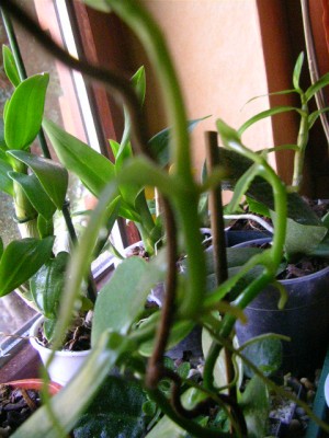 orchideenfan 005.JPG