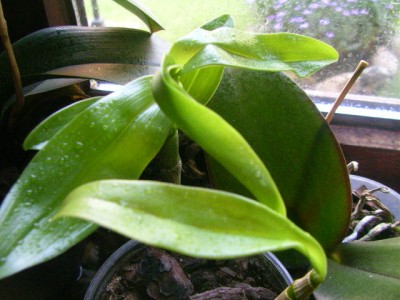 orchideenfan 003.JPG