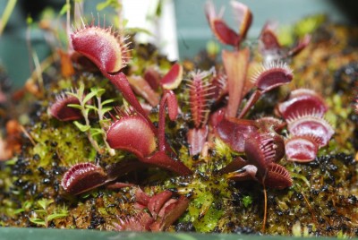 DSC_0507_Dionaea_m_rot.jpg