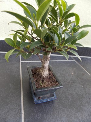 Garten 010.jpg