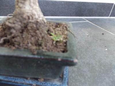 Garten 011.jpg