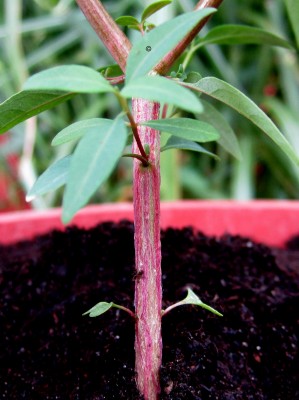 Stamm - Jungpflanze.jpg