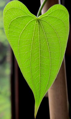 Blatt - Mexicana.jpg