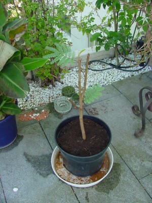 Albizzia jophanta 0607.jpg