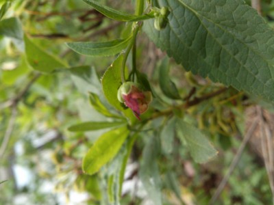 DSC_1411.jpg