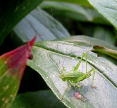 punktierte Zartschrecke.jpg