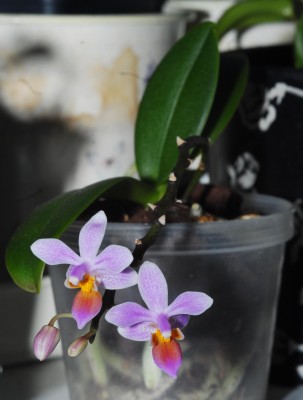 DSC_0516_Phal_equestris.jpg