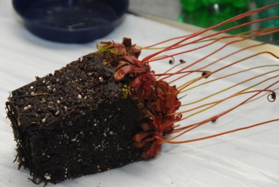 DSC_0522_Erdballen.jpg