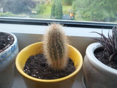 Klassischer Kaktus.jpg