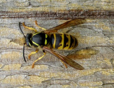 Wespe.jpg