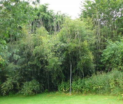 Phyllostachys_01.jpg