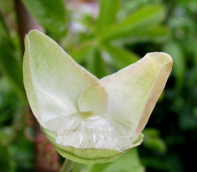 Sommer2014 1 030.jpg