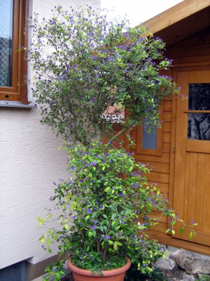27.10.07 Enzianbaum  Enzianstrauch - Lycianthes rantonnetii - früher Solanum rantonnetii.JPG